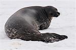 Elephant seal, Mirounga leonina, on Mikkelson Island, Antarctica, Polar Regions