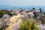 Cherry blossom and the Matsuyama Castle, Shikoku, Japan, Asia