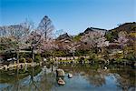 Cherry blossom in the Maruyama-Koen Park, Kyoto, Japan, Asia