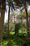 Oasis, Al Ain, Abu Dhabi, United Arab Emirates, Middle East