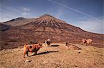 Highland cattle on the Isle of Skye in the Highlands, Inner Hebrides, Scotland, United Kingdom, Europe