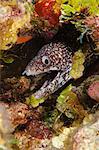 Spotted moray eel in reef, Turks and Caicos Islands, West Indies, Caribbean, Central America