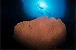 Silhouette of three scuba divers above giant sea fan (Annella mollis), Ras Mohammed National Park, Red Sea, Egypt, North Africa, Africa