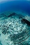 Collection of toilet bowls from shipwreck scattered on seabed, Ras Mohammed National Park, Red Sea, Egypt, North Africa, Africa