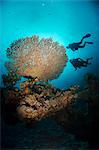 Silhouette of two scuba divers above Table coral, Ras Mohammed National Park, Sharm el-Sheikh, Red Sea, Egypt, North Africa, Africa