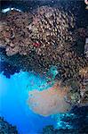 Coral reef scene, Ras Mohammed National Park, Sharm el-Sheikh, Red Sea, Egypt, North Africa, Africa