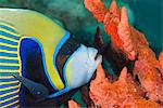 Emperor angelfish (Pomacanthus imperator) close-up, Naama Bay, off Sharm el-Sheikh, Sinai, Red Sea, Egypt, North Africa, Africa