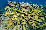 School of blue striped snapper (Lutjanus kasmira) underneath table coral, Naama Bay, off Sharm el-Sheikh, Sinai, Red Sea, Egypt, North Africa, Africa