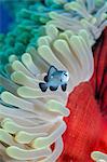 Three-spot damsel fish (Dascyllus trimaculatus), magnificent anemone (Heteractis magnifica) close-up, Ras Mohammed National Park, off Sharm el-Sheikh, Sinai, Red Sea, Egypt, North Africa, Africa