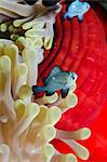 Three-spot damsel fish (Dascyllus trimaculatus), magnificent anemone (Heteractis magnifica) close-up, Ras Mohammed National Park, off Sharm el-Sheikh, Sinai, Red Sea, Egypt, North Africa, Africa