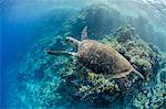 The critically endangered hawksbill turtle (Eretmochelys imbricata) above coral reef, Ras Mohammed National Park, off Sharm el-Sheikh, Sinai, Red Sea, Egypt, North Africa, Africa