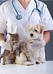 Animal doctor closeup with pets - a kitten and a small dog
