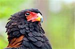 Closeup of the head of a Bateleur.