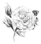 Flower rose sketch  hand drawing