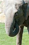 Closeup of the head of a Asian elephant