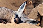 The Bat-eared fox (Otocyon megalotis) sleeping on the ground.