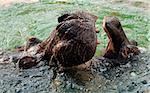 An adult and a young hippos playing in the water