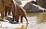 Closeup of two elephants on the bank of a river