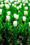 gentle white tulips on summer flower bed