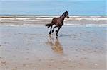 Dancing Horse on the North Sea Coast in Zealand, Netherlands