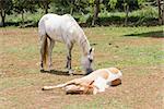 horse sleeping on the ground  in fram