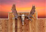 Skull Moose front view  hung on wooden wall