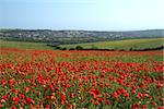 Field of Poppies on Ditchling Beacon outside Brighton in England