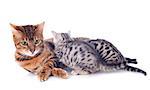 portrait of a purebred  bengal cat and kitten on a white background