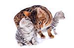 portrait of a purebred  bengal cat and kitten on a white background