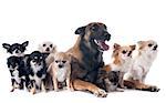 purebred belgian sheepdog malinois and chihuahuas on a white background