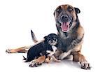 purebred belgian sheepdog malinois and chihuahua on a white background