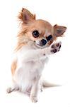 portrait of a cute purebred  playing chihuahua in front of white background