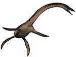 Plesiosaurus was a marine predatory reptile in the Jurassic Era.