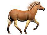 The Quagga species went extinct around 1870 and is more closely related to the zebra than the horse.