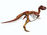 Tyrannosaurus Rex lived in North America in the Cretaceous Period and was an intimidating predator.