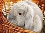 gray lop-earred rabbit in wicker basket, close up