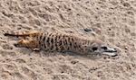 A meerkat (suricate) lying on the ground.