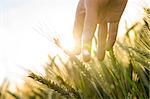 Hand of a farmer touching ripening wheat ears in early summer.