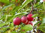 Several ripe red plum fruit hanging on a tree branch close up