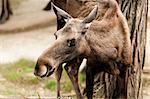 The moose (North America) or Eurasian elk (Europe)