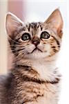 Candid shot of a kitten looking up. Extreme close up. Focus on eyes.