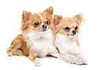 portrait of a cute purebred chihuahuas in front of white background