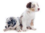 portrait of puppy border collies in front of white background