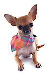 portrait of a cute purebred  puppy chihuahua with bandana  in front of white background