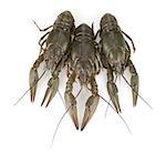 Three crayfishes. Isolated on a white background