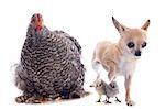 A young orpington hen upright and chihuahua on a white background