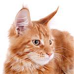 portrait of a purebred  maine coon kitten, four month old, on a white background