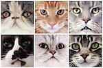 six portrait of purebred cats  in studio