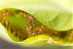 Weaver ants (Oecophylla smaragdina) are working together to build a nest in green leaves