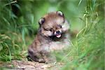 Small Pomeranian puppy sitting in the green grass